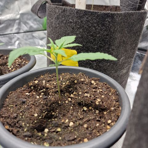 Orange Bud growlog timeline photo