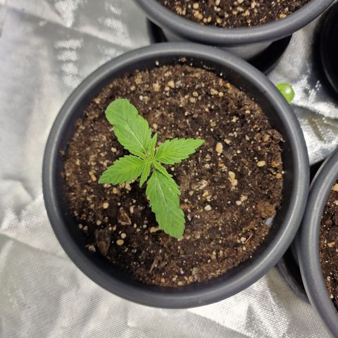 Super Lemone Haze  growlog timeline photo