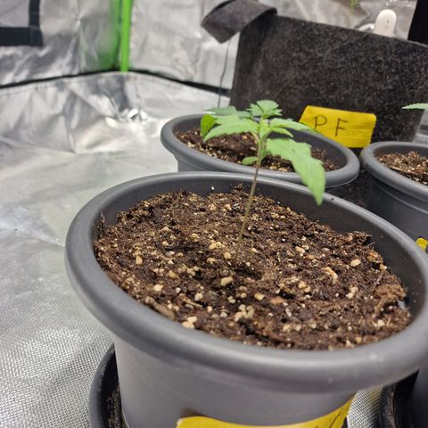 Super Lemone Haze  growlog timeline photo