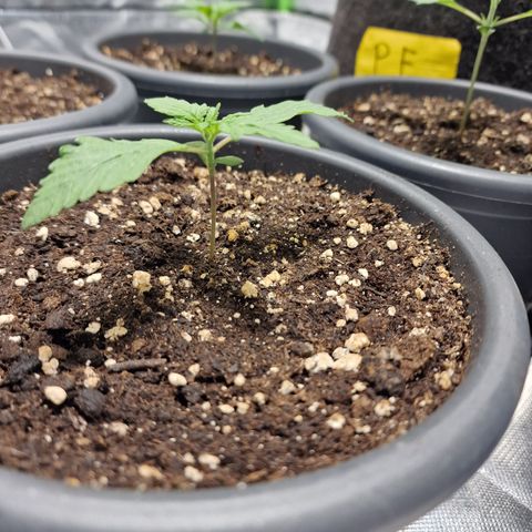 Skunk growlog timeline photo