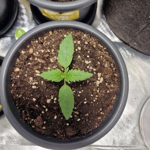 Skunk growlog timeline photo