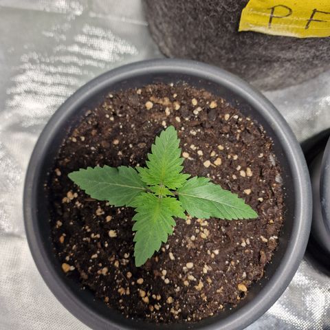 Northern Lights  growlog timeline photo