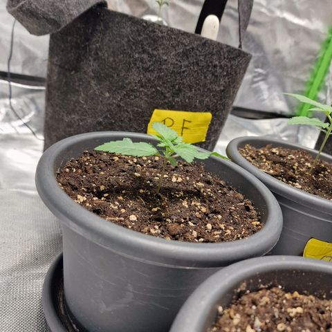 Northern Lights  growlog timeline photo
