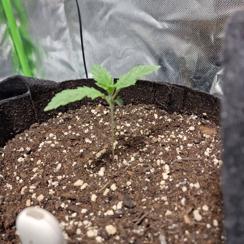 Passion Fruit  growlog timeline photo