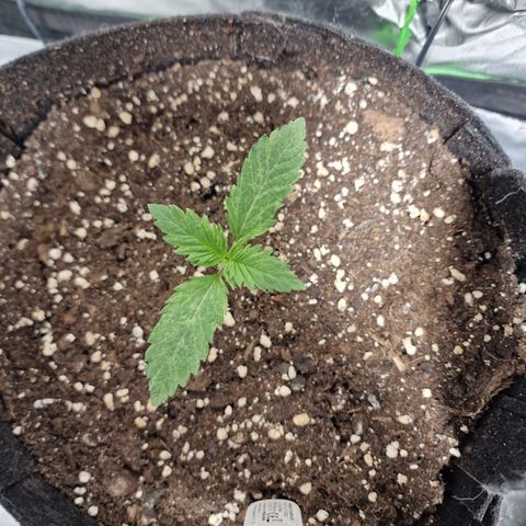 Passion Fruit  growlog timeline photo