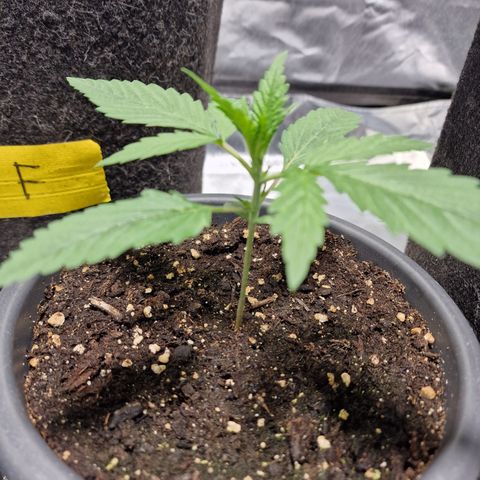 Orange Bud growlog timeline photo
