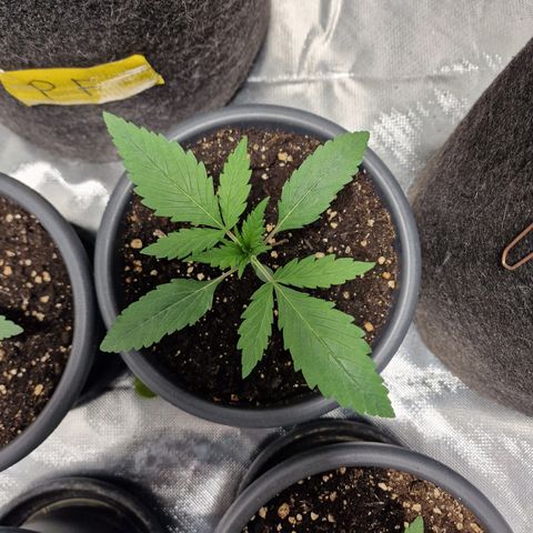 Orange Bud growlog timeline photo
