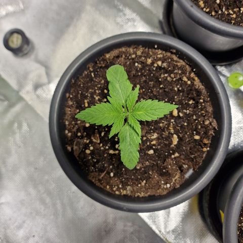 Super Lemone Haze  growlog timeline photo