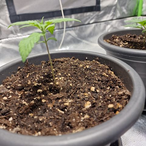 Super Lemone Haze  growlog timeline photo