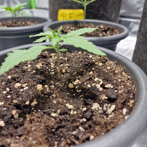 Skunk growlog timeline photo