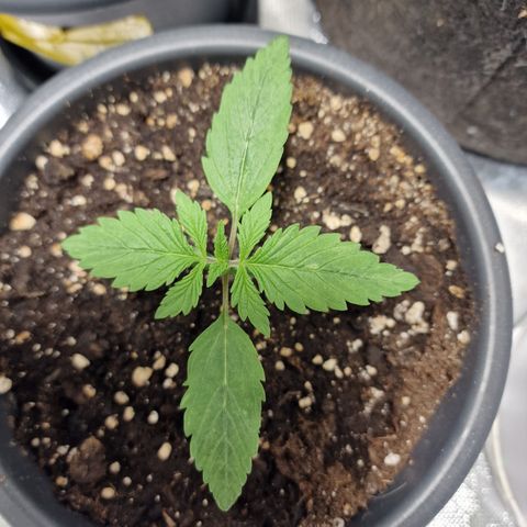 Skunk growlog timeline photo