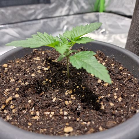 Northern Lights  growlog timeline photo