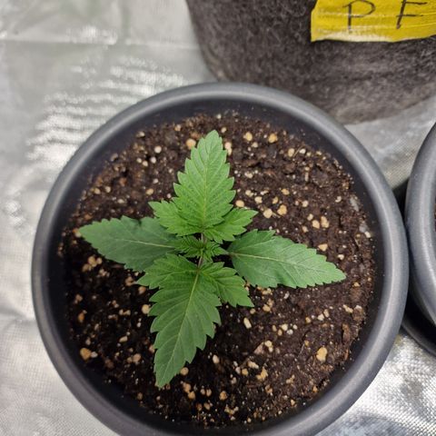 Northern Lights  growlog timeline photo