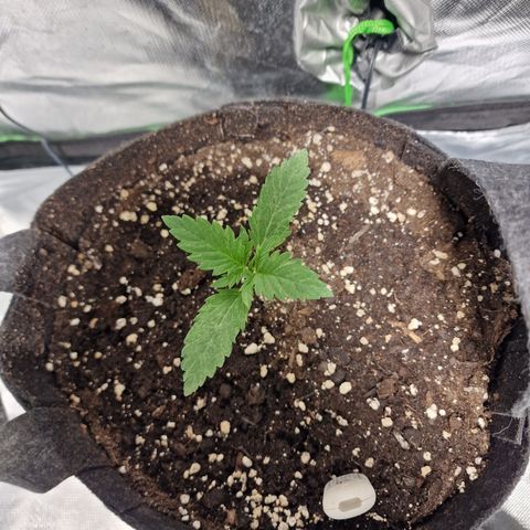 Passion Fruit  growlog timeline photo