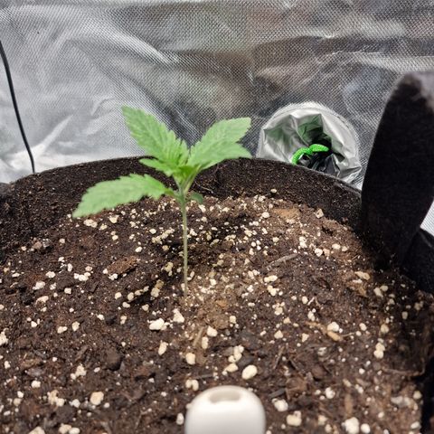 Passion Fruit  growlog timeline photo