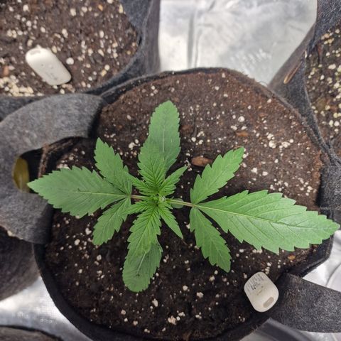 Orange Bud growlog timeline photo