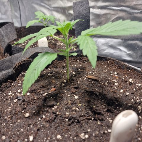 Orange Bud growlog timeline photo