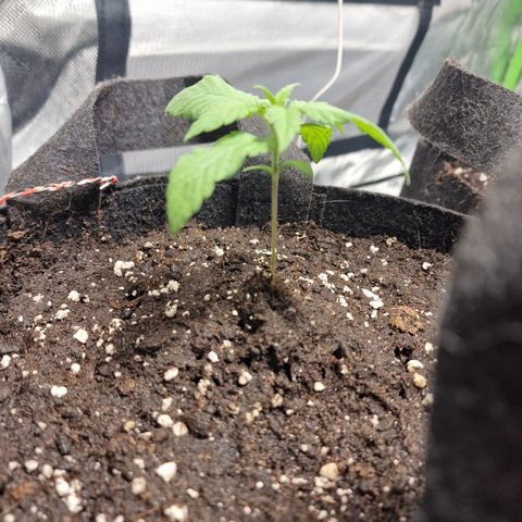 Super Lemone Haze  growlog timeline photo