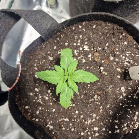 Super Lemone Haze  growlog timeline photo