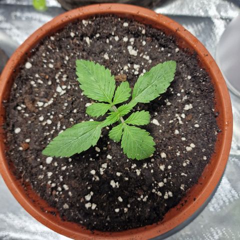 Skunk growlog timeline photo