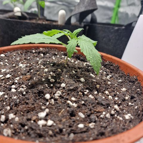 Skunk growlog timeline photo