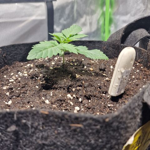 Northern Lights  growlog timeline photo
