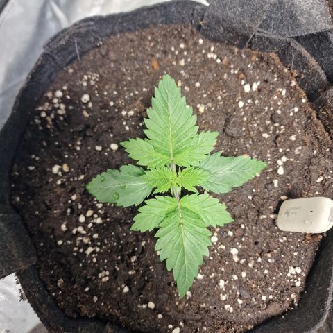 Northern Lights  growlog timeline photo