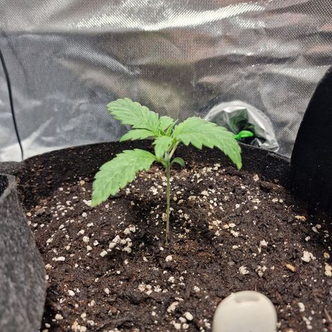 Passion Fruit  growlog timeline photo