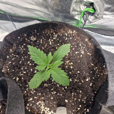 Passion Fruit  growlog timeline photo