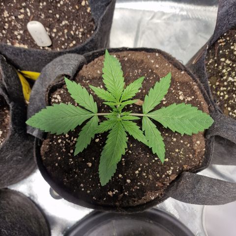 Orange Bud growlog timeline photo