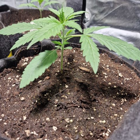 Orange Bud growlog timeline photo
