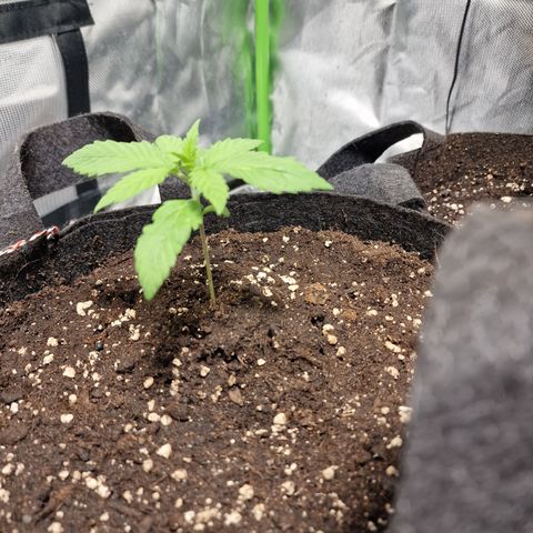 Super Lemone Haze  growlog timeline photo