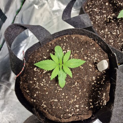 Super Lemone Haze  growlog timeline photo