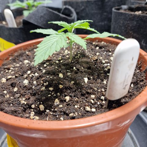 Skunk growlog timeline photo