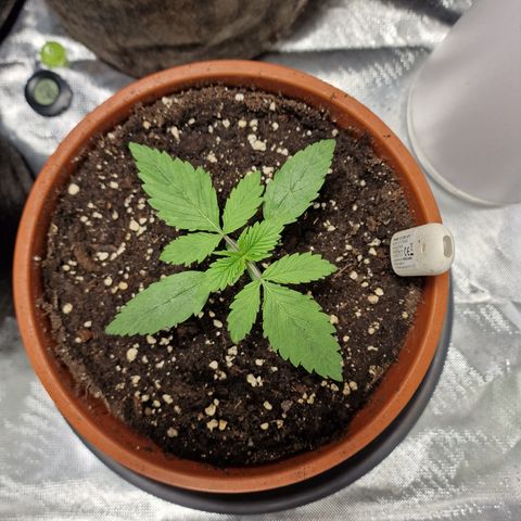 Skunk growlog timeline photo