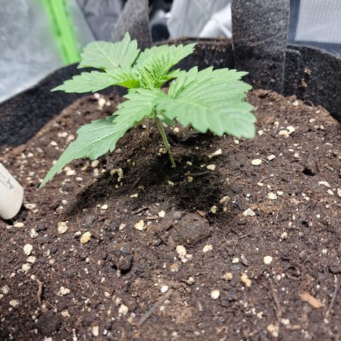Northern Lights  growlog timeline photo