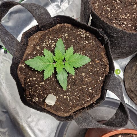 Northern Lights  growlog timeline photo