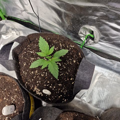 Passion Fruit  growlog timeline photo