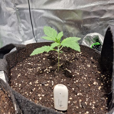 Passion Fruit  growlog timeline photo