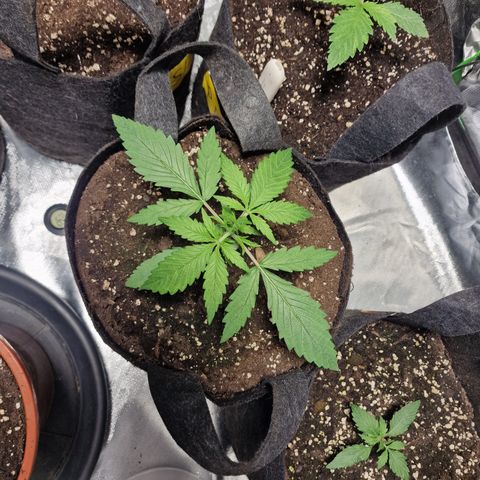 Orange Bud growlog timeline photo