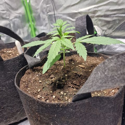 Orange Bud growlog timeline photo