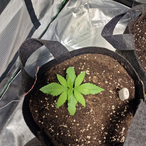 Super Lemone Haze  growlog timeline photo