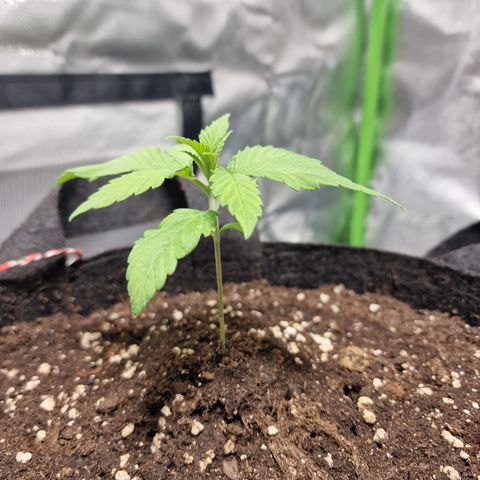 Super Lemone Haze  growlog timeline photo