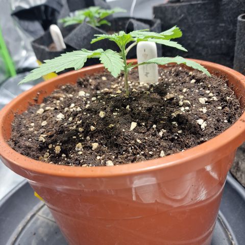 Skunk growlog timeline photo