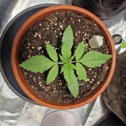 Skunk growlog timeline photo