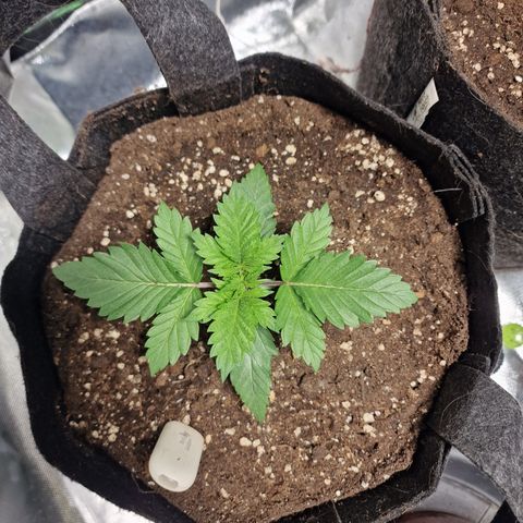 Northern Lights  growlog timeline photo