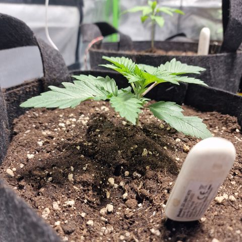 Northern Lights  growlog timeline photo