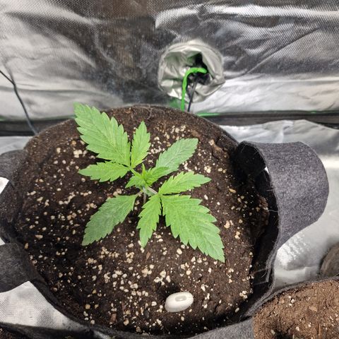 Passion Fruit  growlog timeline photo