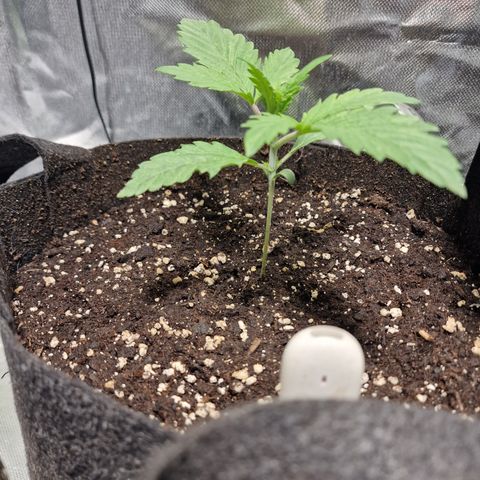 Passion Fruit  growlog timeline photo