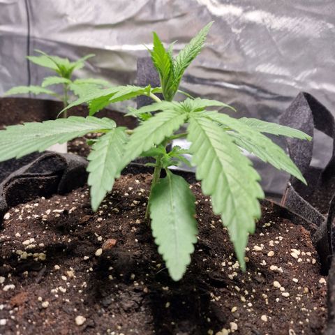 Orange Bud growlog timeline photo